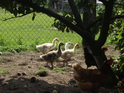 Berta und Co.